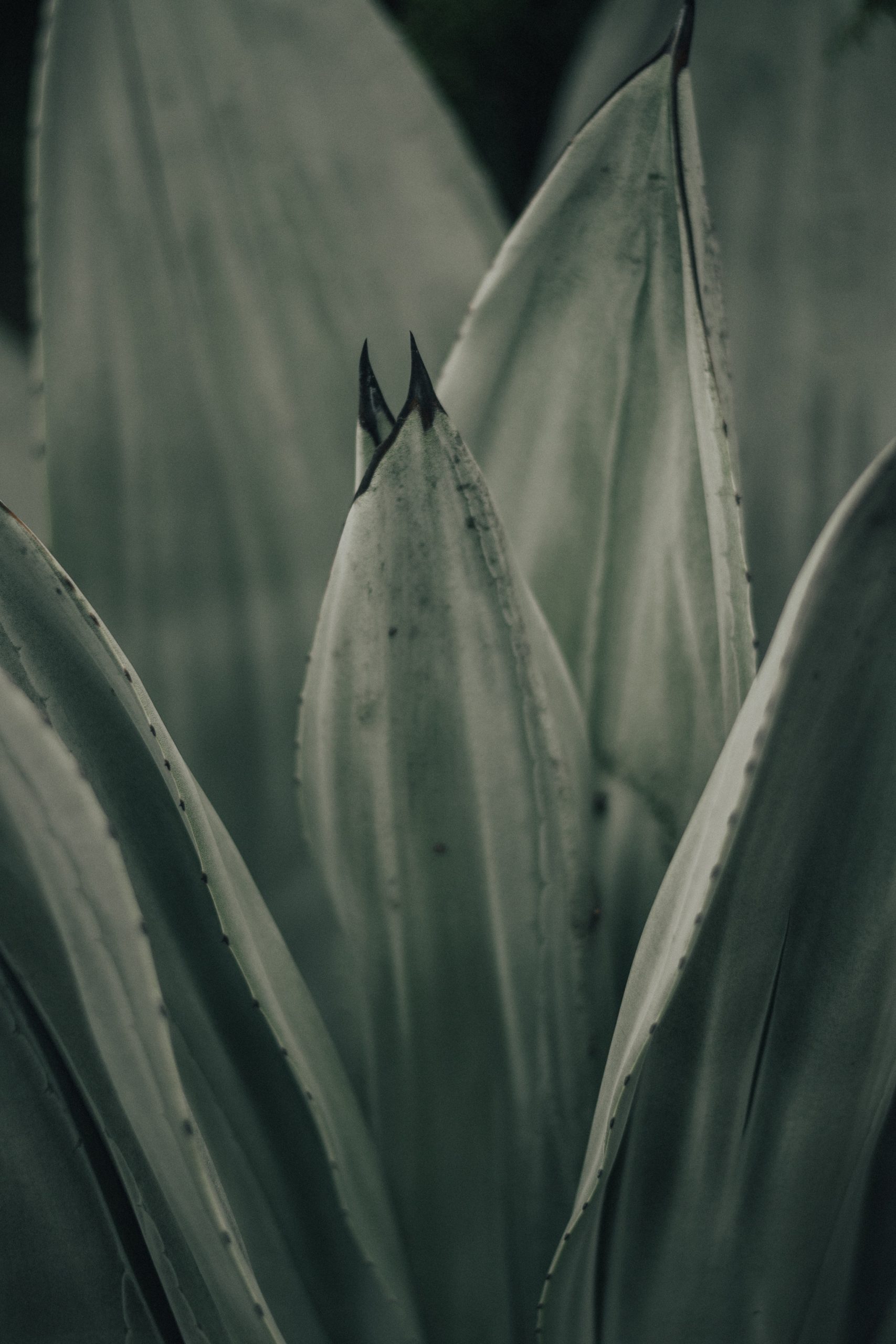 Macro photo of plant leaves